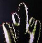 blackcactus's Avatar